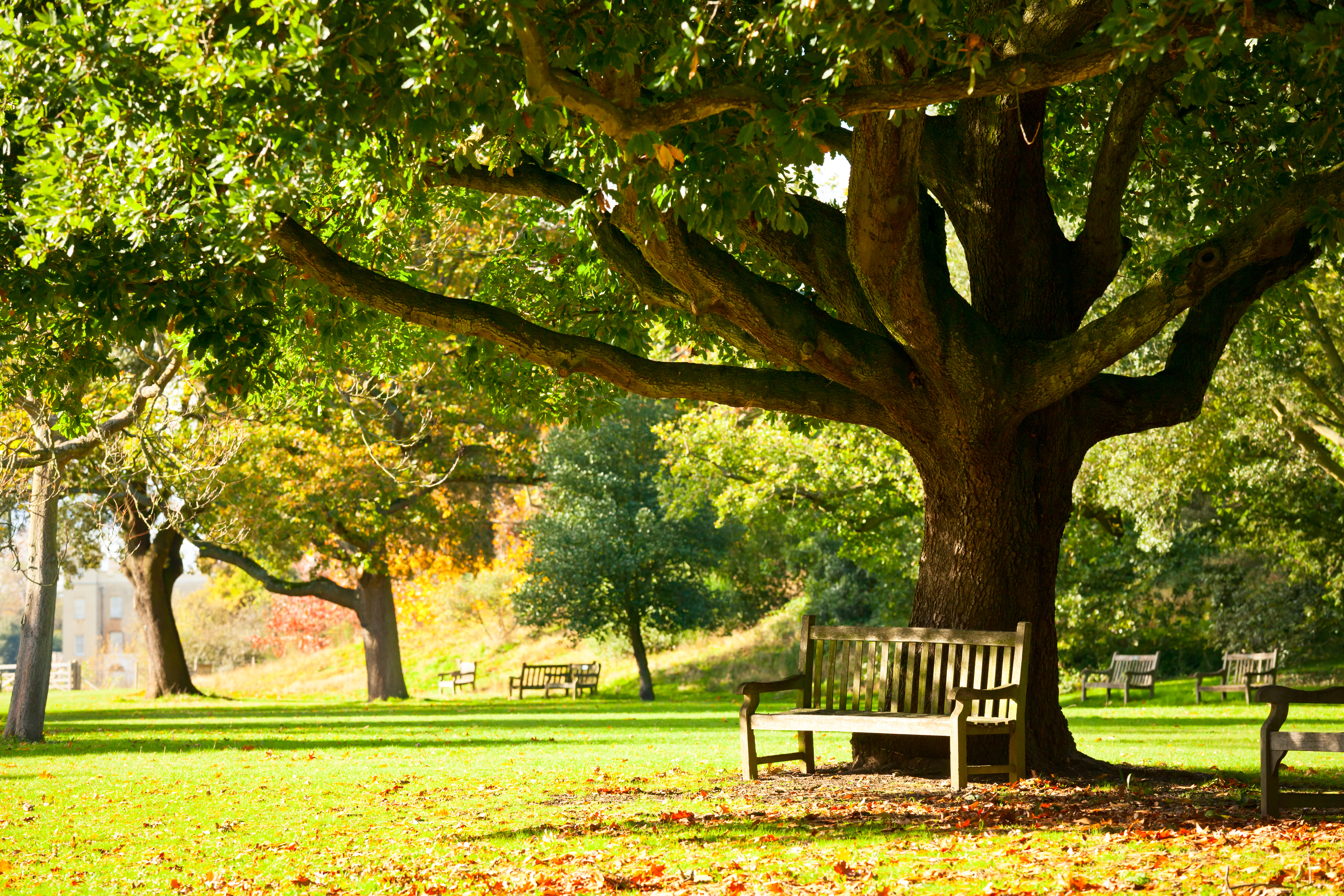 A bench under a tree in a park.
